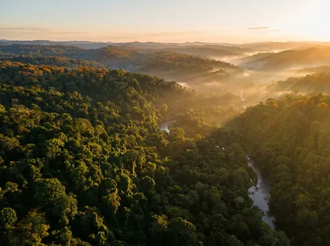 비윈디 천연 국립공원 (Bwindi Impenetrable National Park)